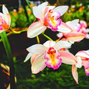 Excursi??n Orquideario de Soroa (Candelaria, Artemisa)
